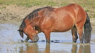 Lonjsko polje CroatiaDan kao godina [upl. by Airaet]