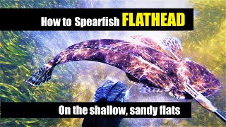 SPEARFISHING FLATHEAD  How to guide Part 1  skip to half way if you just want the action [upl. by Margi]