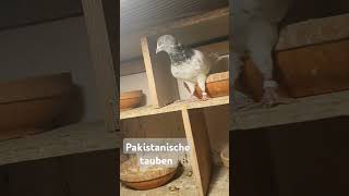 Pakistanische tauben pigeon srilankanbirdsgermanypigeonlandingsrilanka Freitag 08112024🕊🕊🕊🥰🥰 [upl. by Figge]