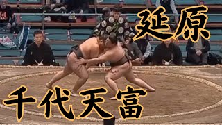 延原（二子山部屋）VS千代天富 令和6年3月場所14日目sumo 相撲 二子山部屋 [upl. by Sana]