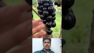 Jaboticaba fruits harvasting 🖤🍇அருமையான பழம் ✨ fruitgrowing cultivationpower cultivation 🤔👍 [upl. by Billi]