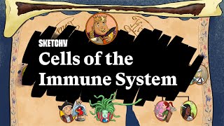 Immune System Cells amp Functions Part 1  Sketchy Medical  USMLE Step 1 [upl. by Haram]