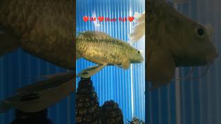 1M silver fish youtube reels love nature fish silverfish aquarium youtubeshorts short [upl. by Maggie]