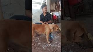 Heh hey lokbong viralvideo doglover dog viraldogshorts [upl. by Neral]