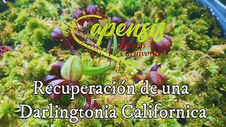 Recuperación de una Darlingtonia Californica [upl. by Melas791]