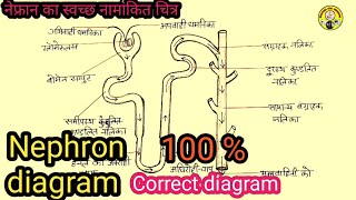 नेफ्रॉन का स्वच्छ नामांकित चित्र आसानी से बनाना सीखें [upl. by Tayib]