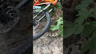 Brown county state park Rattlesnake Part 1 [upl. by Sigismond885]