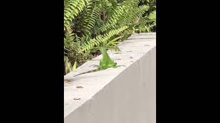 Iguanas in Floridaiguana wildlife reptiles fauna usa florida america [upl. by Alyda]