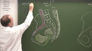 Abdomen et pelvis 6 studio  Vaisseaux et nerfs du pelvis Pelvic vessels and nerves [upl. by Kamat413]