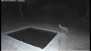 Dik Dik The Smallest Antelope Stop For A Drink [upl. by Riocard]