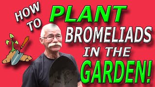 How To Plant Bromeliads in the Garden [upl. by Kassaraba]