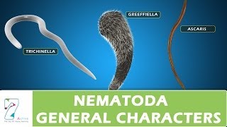 Nematoda General Characters [upl. by Aerol30]