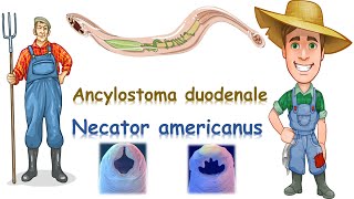 شرح Ancylostoma duodenale amp Necator americanus [upl. by Acira375]