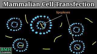 Mammalian Cell Transfection  Transfection Of Mammalian Cells  Transfection In Animal Cells [upl. by Llatsyrk203]