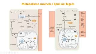 29 Ossidazione degli amminoacidi e integrazione del metabolismo [upl. by Eberly160]