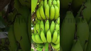 Banana Health Benefits  केला के हेल्थ बेनिफिट्स  केले के स्वास्थ्य लाभ BananaBenefits Nutrition [upl. by Tierney703]