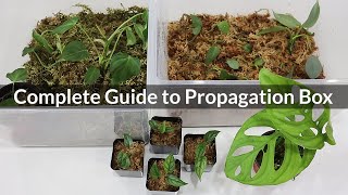 Successfully Grow Houseplants from Cuttings  Propagate Indoor Plants [upl. by Hoffman]