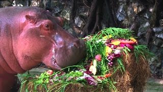 Un hippopotame de Bangkok fête ses 50 ans [upl. by Esinej]