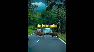 Life is Beautiful shorts shortvideoytshortsanimals song music live love [upl. by Boice]