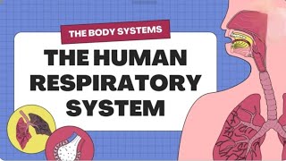 respiration system  complete explanation with full details pdf [upl. by Onaicilef]