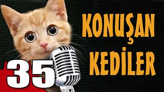 Konuşan Kediler 35  En Komik Kedi Videoları [upl. by Shurwood]