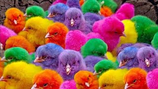 Ayam Lucu ayam warna warni ayam rainbow kelinci lucu bebek lucu ikan koi Hewan Lucu [upl. by Nollaf]