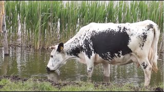 Produkcja ekologicznego mleka z bydła białogrzbietego [upl. by Enaffit]