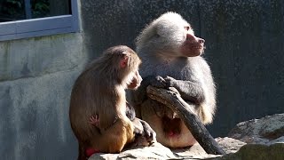 Hamadryas Baboon Behaviors [upl. by Aileno]