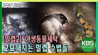 한 해 밀렵규모 3천억원 이상 사라지는 야생동물 30만 마리 환경스페셜밀렵2  KBS 20010328 방송 [upl. by Lizzy]