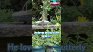 Goldfinch loves my Butterfly puddler birds nature goldfinch [upl. by Uhthna]