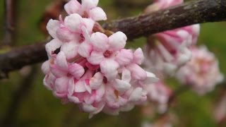 VIBURNUM BODNANTENSE DAWN [upl. by Eloisa]