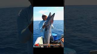 Jigging Fishing Giant Baracuda  Sphyraena Fish [upl. by Attikram437]