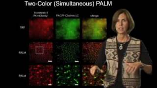 Jennifer LippincottSchwartz NIH Part 3 Super Resolution Imaging [upl. by Hollingsworth69]