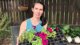 Growing Petunias Seeding to Planting Out [upl. by Shel676]