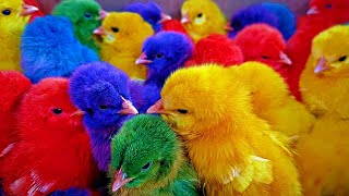 Catch Cute Chickens Colorful Chickens Rainbow Chickens Rabbits Cute CatsDucksAnimals Cute [upl. by Lorrimor]