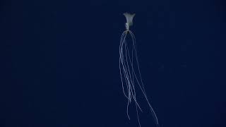 New Bigfin Squid footage magnapinna squid  November 2021 [upl. by Annayad912]