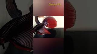 Betta fish breeding dance [upl. by Oiramad749]