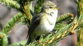 Gesang des Zilpzalp  Chiffchaff  Vogelstimmen Ruf Singvögel [upl. by Nabe]