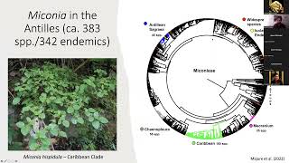 Miconia sl in the Caribbean a model for montane speciation and biogeography of the islands [upl. by Etak]