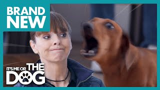 Barking Mad Dachshund Hates when Owners Leave House  Full Episode [upl. by Vita]