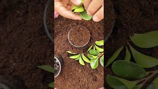 Propagate Peperomia easily🤩peperomia propagation viral ytshort [upl. by Gastineau]