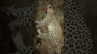 गोगुन्दा udaipurnews udaipurkhabar indiancitynews aadamkhor leopard panther gogundanews [upl. by Sami]