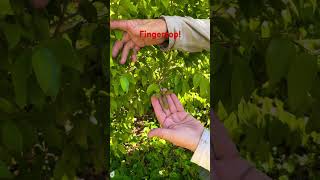 RARE Annona Fingersop annona tropicalfruits organicfarming [upl. by Rebmetpes]