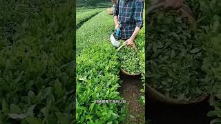 原来采茶是用机器采茶采茶 传递正能量 正能量 [upl. by Yreffej]