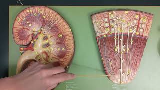 Kidney Anatomy  Review and Quiz [upl. by Grote]