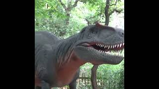 Allosaurus at World of Dinosaurs paradisewildlifepark allosauurs jurassicworld jurassicpark [upl. by Ailelc]