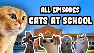 FIRST DAY AT SCHOOL CAT MEME COMPILATION [upl. by Name]