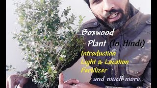 Boxwood Plant  In Hindi [upl. by Redan241]