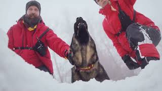 quotHero Dog Saves Owner in Wildernessquot ViralStory BestFriend HeroDog [upl. by Leyes]