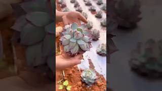 How to Harvest Succulents Like a Pro 多肉植物  다육이들  Suculentas plants [upl. by Ssirk]